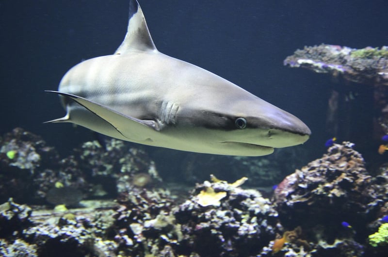 Shark Cage Diving in Gansbaai